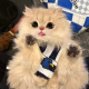 无厘头小猫