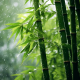 欢喜自观【观自在】