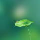 青荷倾听