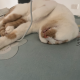 小猫耳朵倾听师