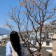 祁紫草